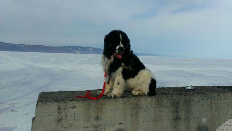 Фото: ньюфаундленд Fluffy Avalanch Surpassing All Expektations (Флюфи Аваланч Сурпассинг Алл Експестатионс)