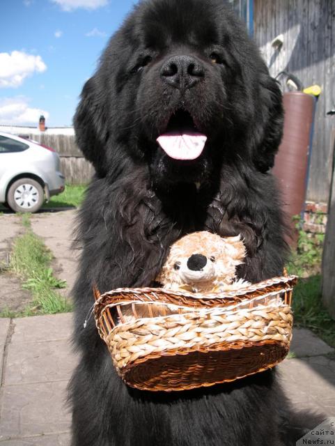 Фото: ньюфаундленд Dans Memori F'yudjan Rif (Данс Мемори Фьюджан Риф)