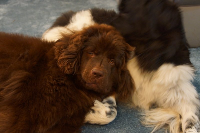 Фото: ньюфаундленд Kiper Soul Perfekt Viktori (Кипер Соул Перфект Виктори)