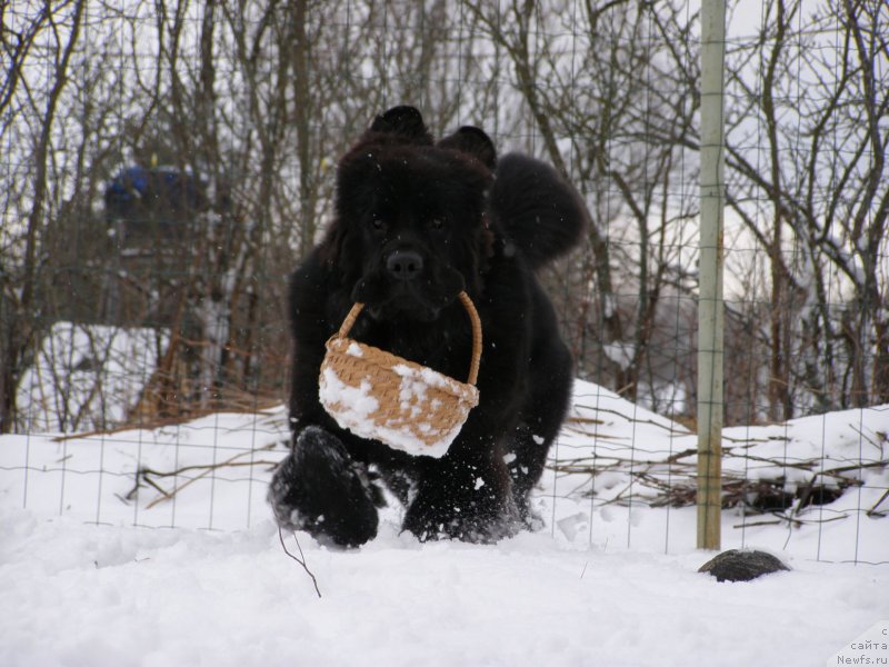 Фото: ньюфаундленд Chernaya Mafia Maybe She Will (Черная Мафия Маубе Ше Вилл)