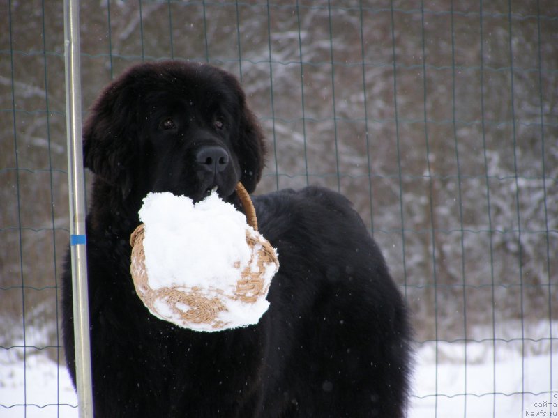 Фото: ньюфаундленд Chernaya Mafia Maybe She Will (Черная Мафия Маубе Ше Вилл)