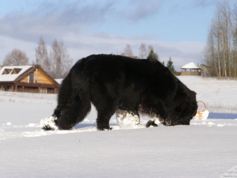Фото: ньюфаундленд Chernaya Mafia Maybe She Will (Черная Мафия Маубе Ше Вилл)