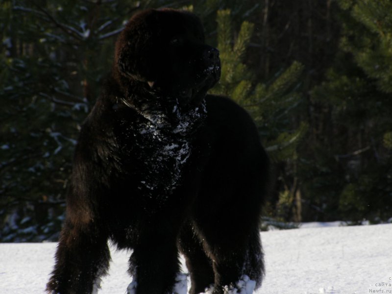 Фотография № 149337