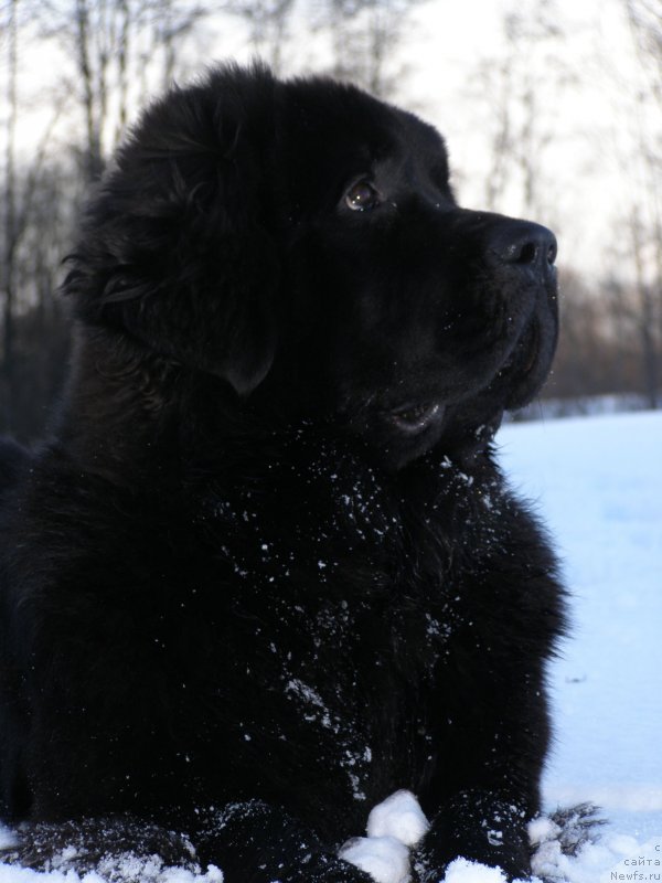 Фото: ньюфаундленд Chernaya Mafia Maybe She Will (Черная Мафия Маубе Ше Вилл)