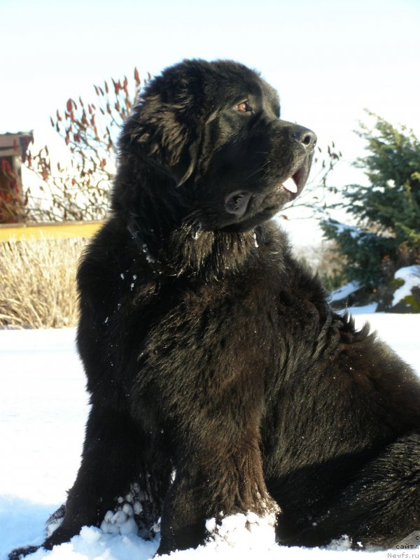 Фото: ньюфаундленд Chernaya Mafia Maybe She Will (Черная Мафия Маубе Ше Вилл)
