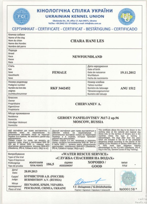 Фото: ньюфаундленд Chara Hani Les (Чара Хани Лес)