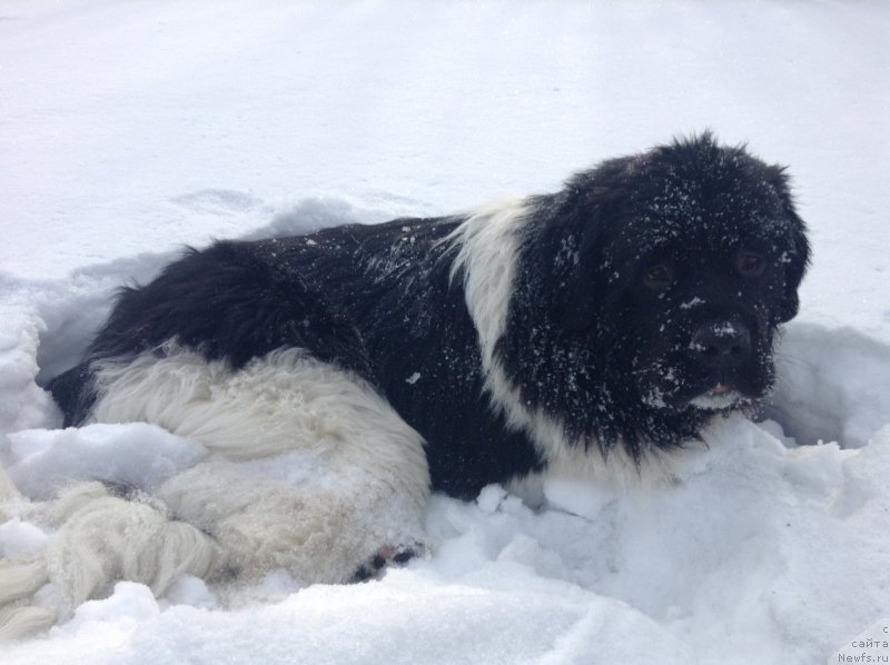 Фото: ньюфаундленд Akvian Song Kroun Royal (Аквиан Сонг Кроун Роял)