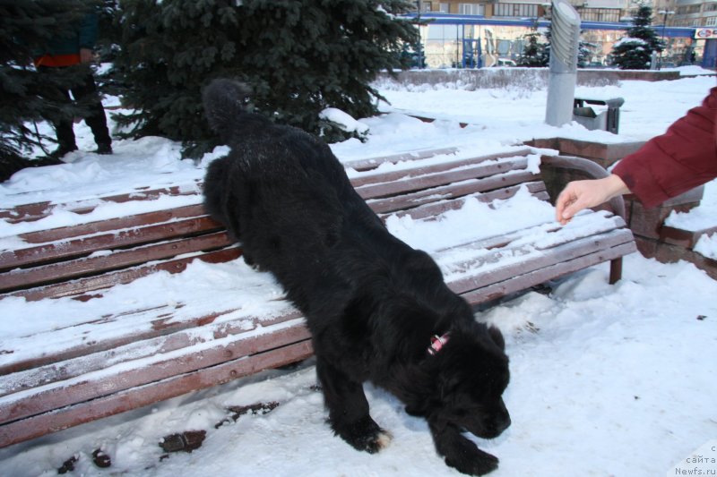 Фото: ньюфаундленд Call me Sweetheart Midnight Bear, ньюфаундленд Call me Sweetheart Midnight Bear