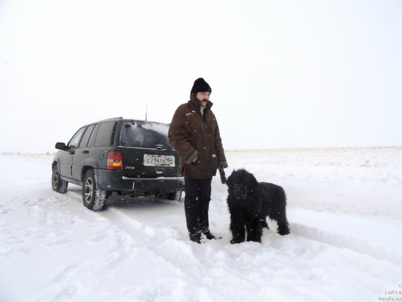 Фото: ньюфаундленд Bi Perfekt Arabella (Би Перфект Арабелла), Дима