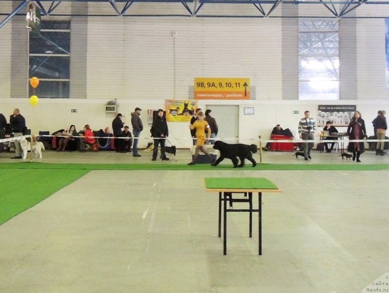 Фото: ньюфаундленд Bi Perfekt Arabella (Би Перфект Арабелла), Irina Pavlova (Ирина Павлова)