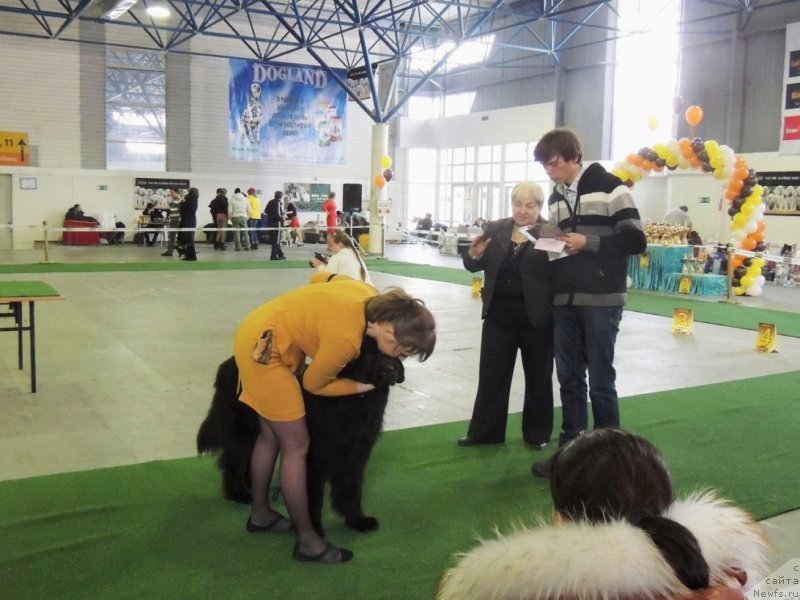 Фото: ньюфаундленд Bi Perfekt Arabella (Би Перфект Арабелла), Irina Pavlova (Ирина Павлова)