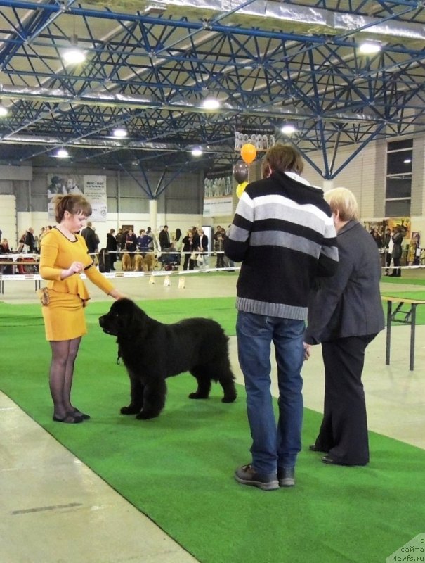 Фото: ньюфаундленд Bi Perfekt Arabella (Би Перфект Арабелла), Irina Pavlova (Ирина Павлова)