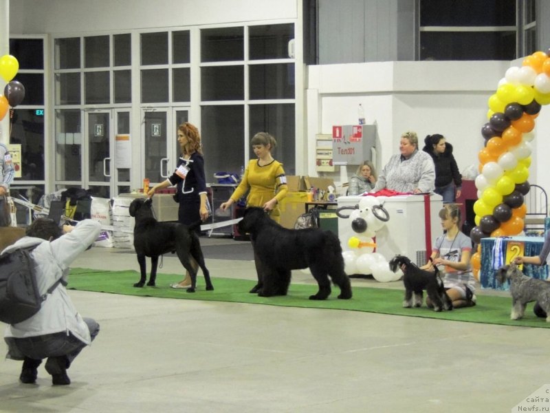 Фото: ньюфаундленд Bi Perfekt Arabella (Би Перфект Арабелла), Irina Pavlova (Ирина Павлова)