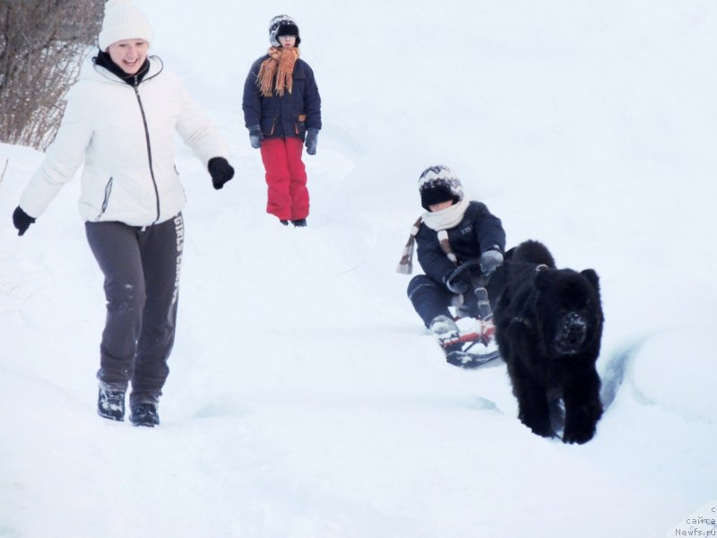 Фото: ньюфаундленд Bi Perfekt Arabella (Би Перфект Арабелла), Irina Pavlova (Ирина Павлова), мои сыночки Миша и Сережа на санках