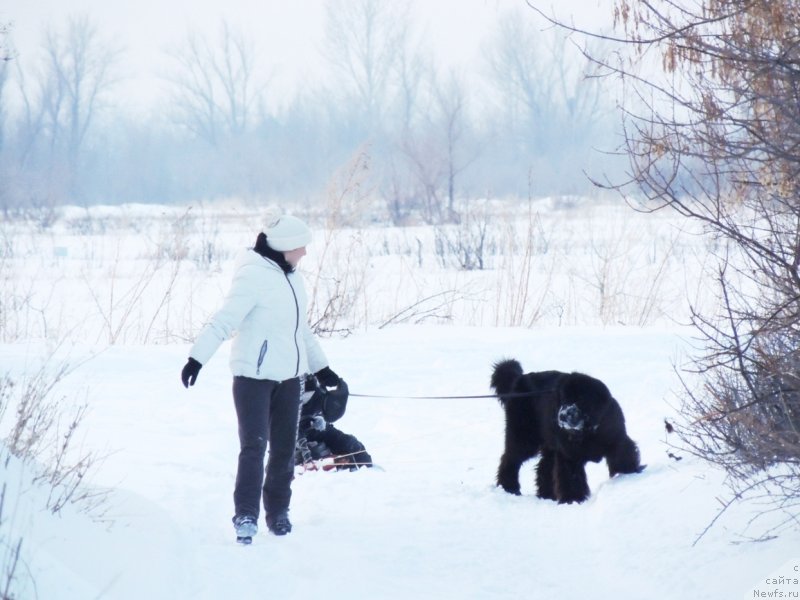 Фото: ньюфаундленд Bi Perfekt Arabella (Би Перфект Арабелла), Irina Pavlova (Ирина Павлова)