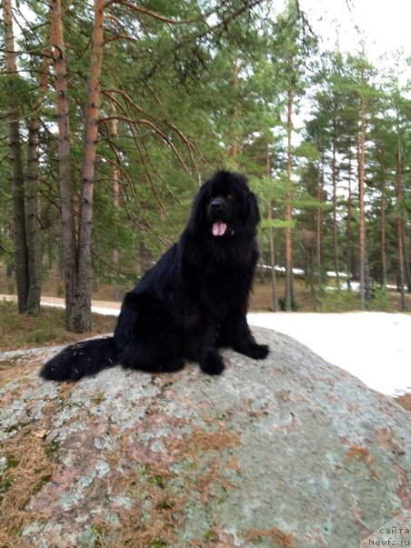Фото: ньюфаундленд Belkonder-Klab Kassiopeya (Белкондер-Клаб Кассиопея)