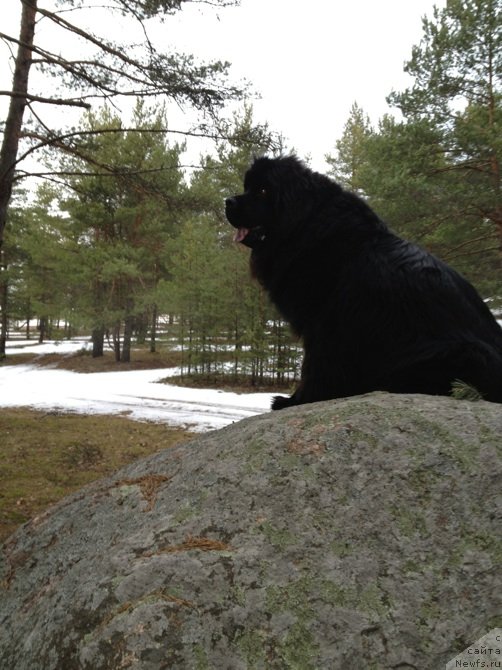 Фото: ньюфаундленд Belkonder-Klab Kassiopeya (Белкондер-Клаб Кассиопея)