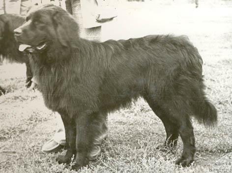 Фото: ньюфаундленд Saur (Саур)