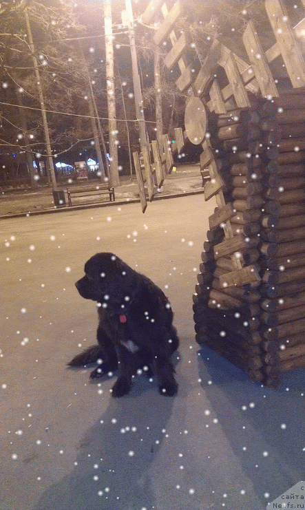Фото: ньюфаундленд Sent Djons Gvendolin Glorius Garden (Сент Джонс Гвендолин Глориус Гарден)