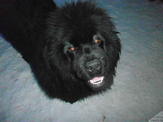 Фото: ньюфаундленд Vaviloniya Best (Вавилония Бест)