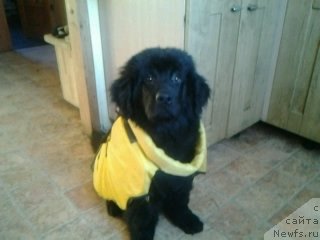 Фото: ньюфаундленд Eho Moskvy s Berega Dona (Эхо Москвы с Берега Дона)