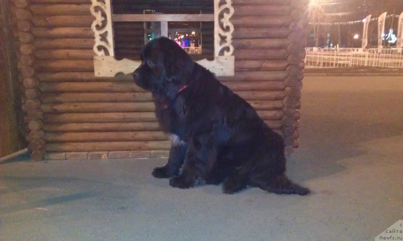 Фото: ньюфаундленд Sent Djons Gvendolin Glorius Garden (Сент Джонс Гвендолин Глориус Гарден)