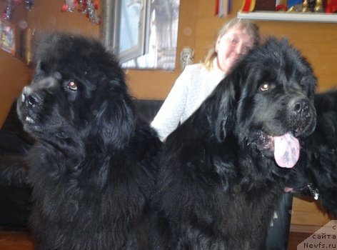 Фото: ньюфаундленд Severtan Rojdennaya Legendoy (Севертан Рожденная Легендой), ньюфаундленд N'yufort Uslada (Ньюфорт Услада)