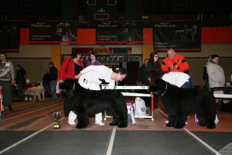 Фото: ньюфаундленд Skazochnaya Kroha Medison (Сказочная Кроха Медисон), ньюфаундленд Love Me Tender Midnight Bear