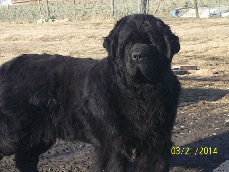 Фото: ньюфаундленд Vito Kacho Ferl (Вито Качо Ферл)