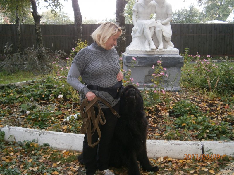 Фото: ньюфаундленд Beguschaya po Volnam Centurion Prior (Бегущая по Волнам Центурион Приор), YUliya Ruhlova (Юлия Рухлова)