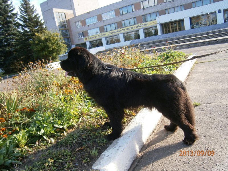 Фото: ньюфаундленд Beguschaya po Volnam Centurion Prior (Бегущая по Волнам Центурион Приор)