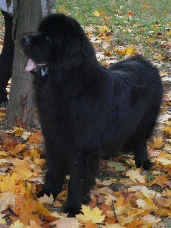 Фото: ньюфаундленд Beguschaya po Volnam Centurion Prior (Бегущая по Волнам Центурион Приор)