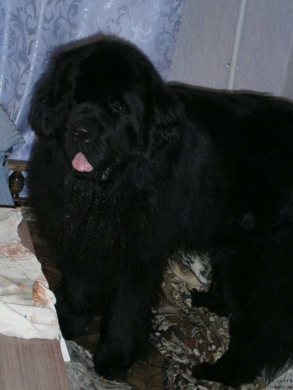 Фото: ньюфаундленд Beguschaya po Volnam Centurion Prior (Бегущая по Волнам Центурион Приор)