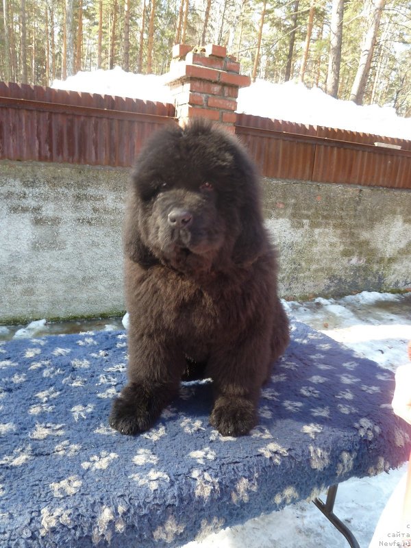 Фото: ньюфаундленд Rose Wanted Impressing Stunningly