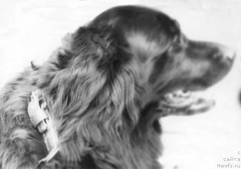 Фото: ньюфаундленд La YErika (Ла Эрика)