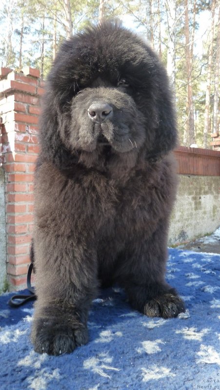 Фото: ньюфаундленд Rose Wanted Impressing Stunningly