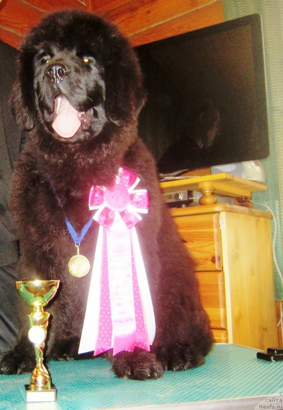 Фото: ньюфаундленд YEl'brus iz Antagrada (Эльбрус из Антаграда)