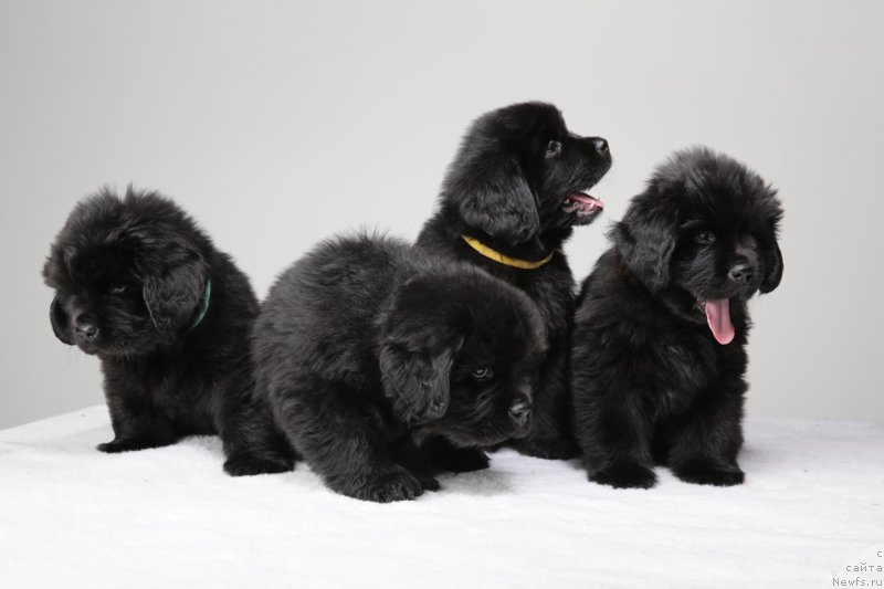 Фото: ньюфаундленд Dar Svezy Unessa Korona Australis (Дар Свезы Юнесса Корона Аустралис)