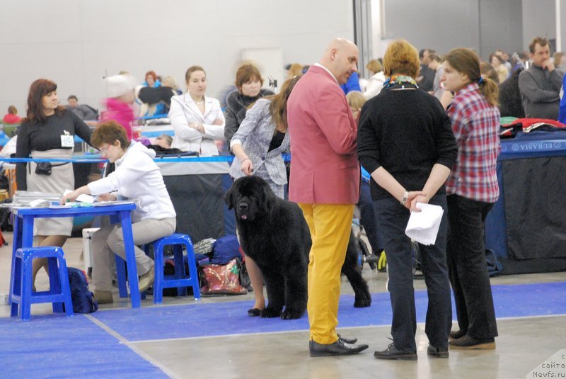 Фото: ньюфаундленд As True for Beguschaya po Volnam Dinastiya Soverchenstva (Аз Труэ Бегущая по Волнам Династия Совершенства)