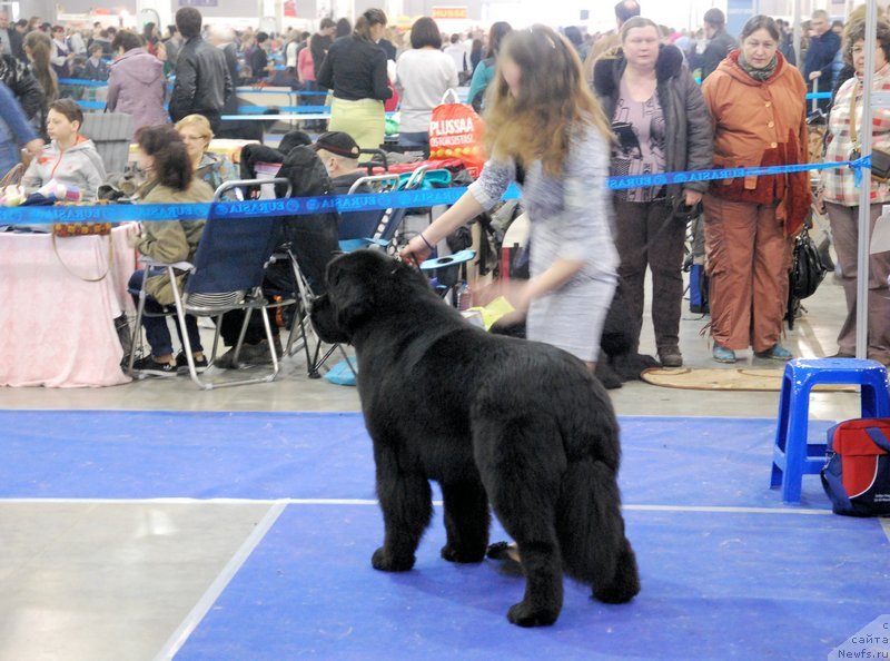 Фото: ньюфаундленд As True for Beguschaya po Volnam Dinastiya Soverchenstva (Аз Труэ Бегущая по Волнам Династия Совершенства), Margarita Dolotova (Маргарита Долотова)