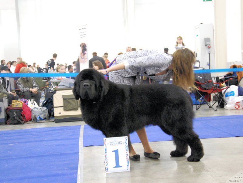 Фото: ньюфаундленд As True for Beguschaya po Volnam Dinastiya Soverchenstva (Аз Труэ Бегущая по Волнам Династия Совершенства), Margarita Dolotova (Маргарита Долотова)