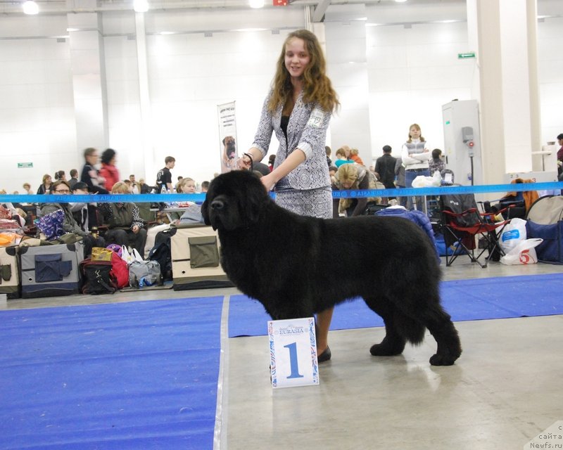 Фото: ньюфаундленд As True for Beguschaya po Volnam Dinastiya Soverchenstva (Аз Труэ Бегущая по Волнам Династия Совершенства), Margarita Dolotova (Маргарита Долотова)