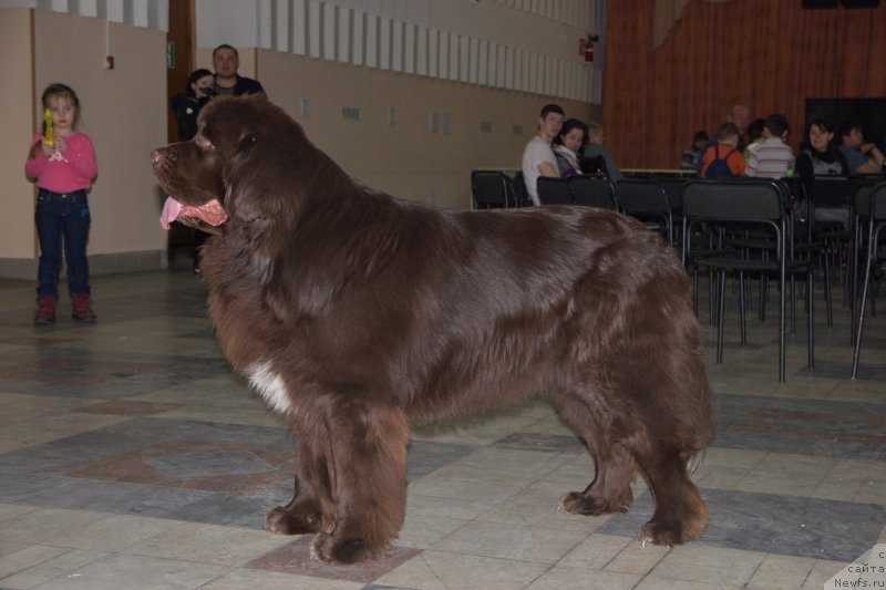 Фото: ньюфаундленд Obush SHed YAntarnyiy Poceluy (Обуш Шед Янтарный Поцелуй)