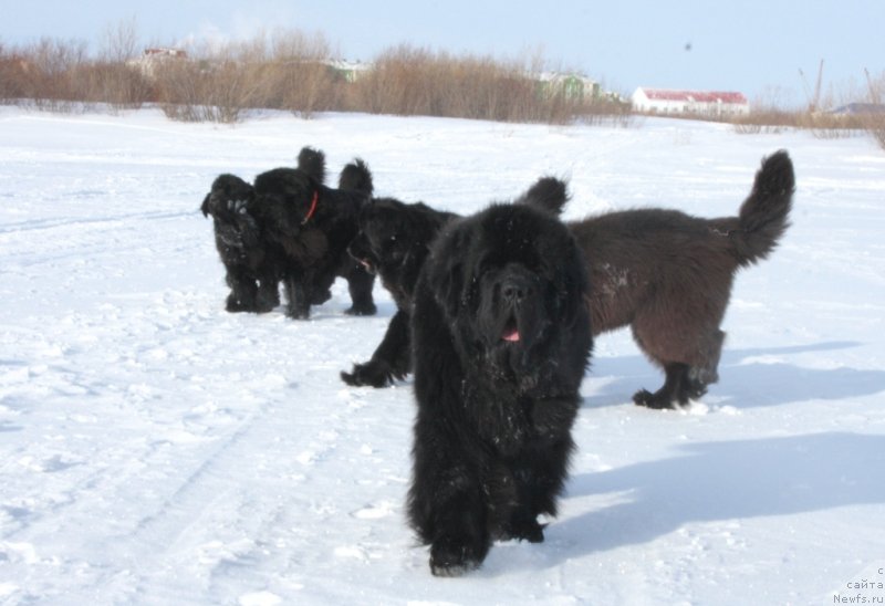 Фото: ньюфаундленд Beguschaya po Volnam Zero Kool (Бегущая по Волнам Зеро Коол)