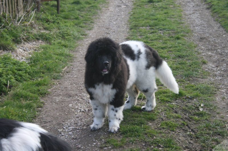 Фото: ньюфаундленд Plushevaya Panda Eau Belle Alyona (Плюшевая Панда Эау Белле Алыона)