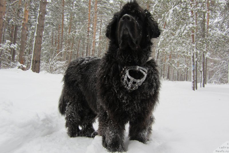 Фото: ньюфаундленд Aksel' Blyek Daymond (Аксель Блэк Даймонд)