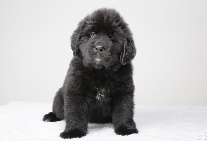 Фото: ньюфаундленд Dar Svezy Unessa Korona Australis (Дар Свезы Юнесса Корона Аустралис)