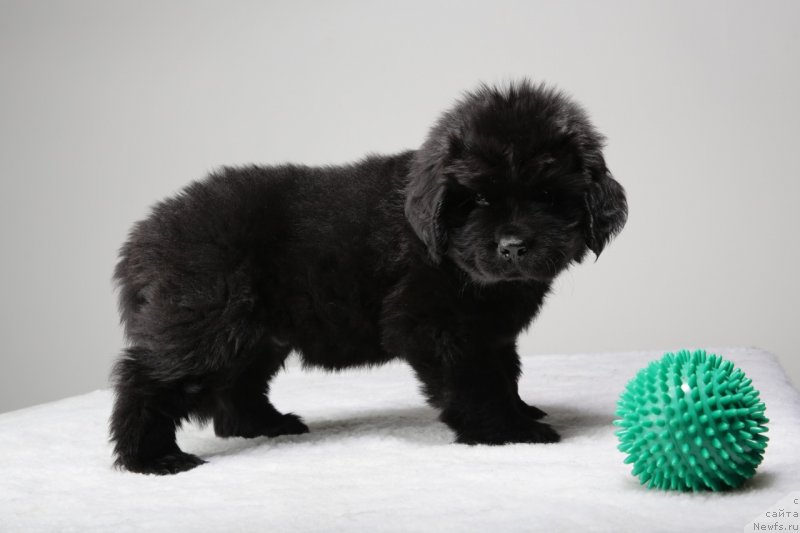 Фото: ньюфаундленд Dar Svezy Unessa Korona Australis (Дар Свезы Юнесса Корона Аустралис)