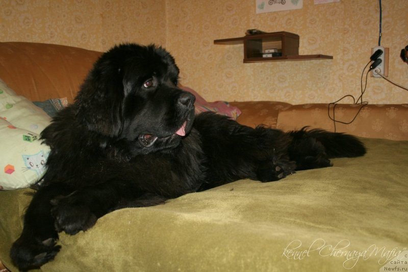 Фото: ньюфаундленд Chernaya Mafia Must Have (Черная Мафия Муст Хаве)