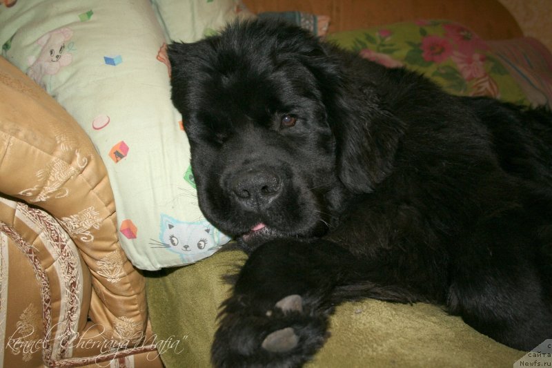 Фото: ньюфаундленд Chernaya Mafia Must Have (Черная Мафия Муст Хаве)